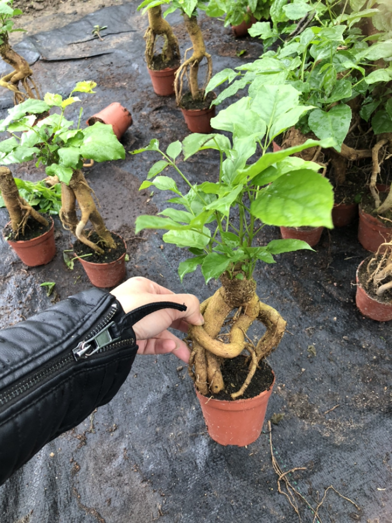 提根绿宝幸福树提根绿宝自家大棚种植批发一手货源