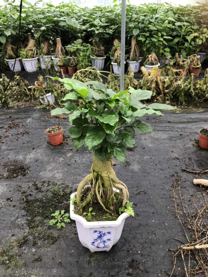 提根绿宝幸福树提根绿宝自家大棚种植批发一手货源