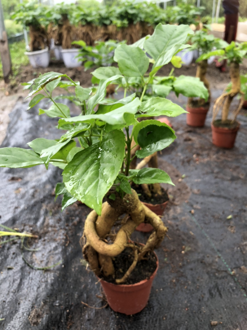 提根绿宝幸福树提根绿宝自家大棚种植批发一手货源