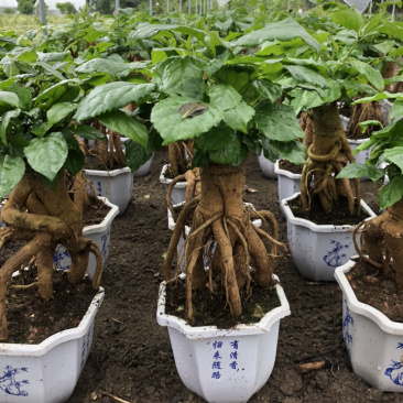 提根绿宝幸福树提根绿宝自家大棚种植批发一手货源