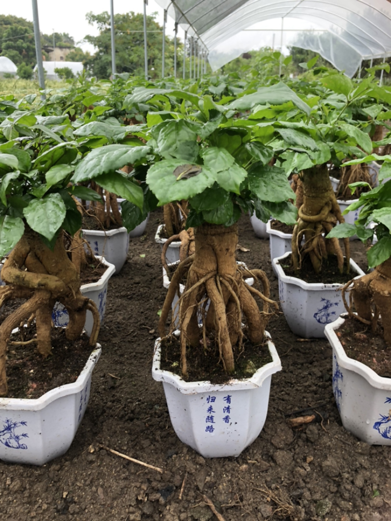 提根绿宝幸福树提根绿宝自家大棚种植批发一手货源