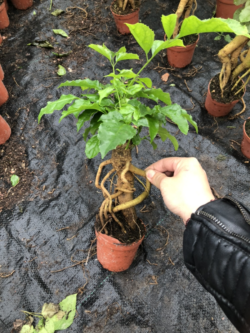 提根绿宝幸福树提根绿宝自家大棚种植批发一手货源