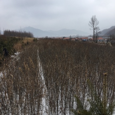 皂角树苗6年生辽宁本溪桓仁嗯ヽ(^^)ﾉ是个什么时
