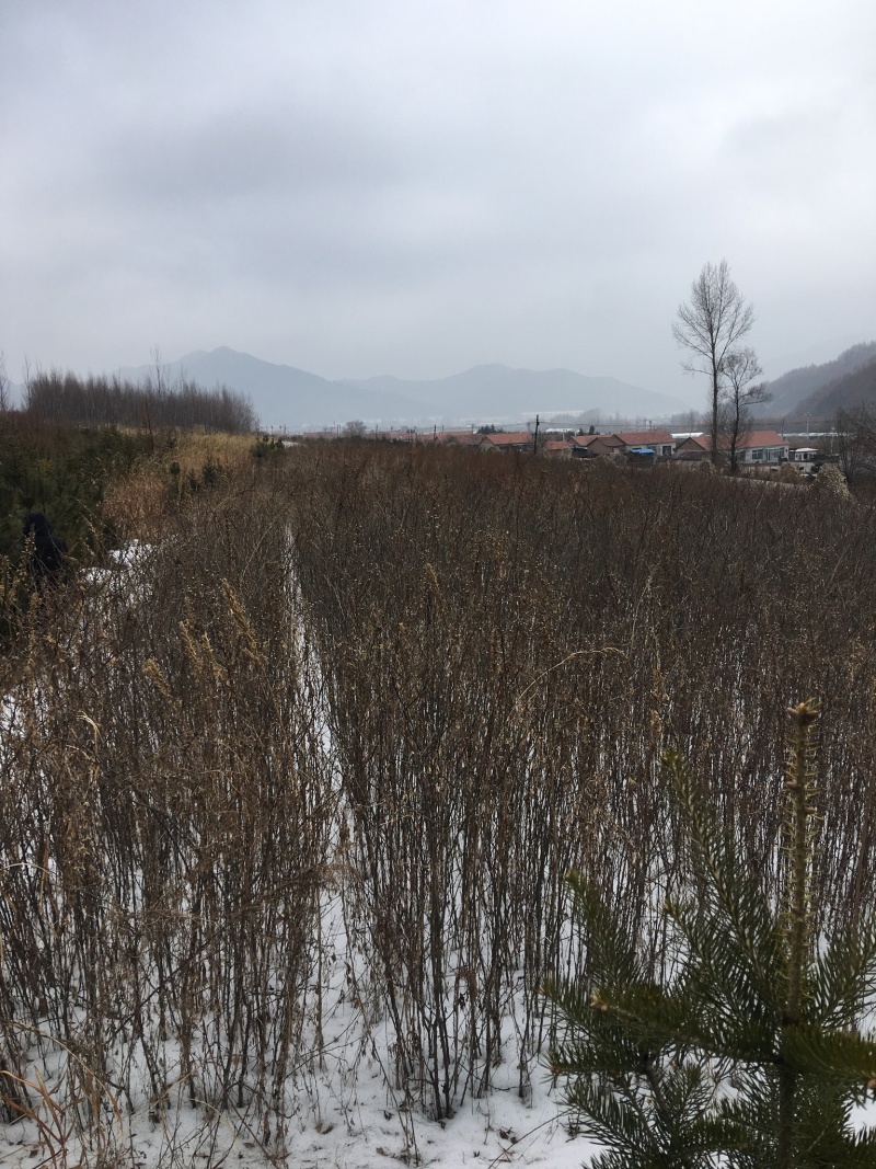 皂角树苗6年生辽宁本溪桓仁嗯ヽ(^^)ﾉ是个什么时