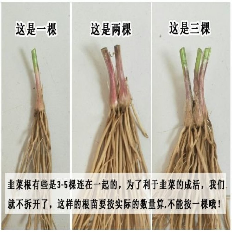 韭菜苗韭菜根紫根宽叶细叶包成活四季可种屋内盆栽净化空气
