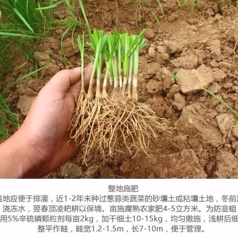 韭菜苗韭菜根紫根宽叶细叶包成活四季可种屋内盆栽净化空气