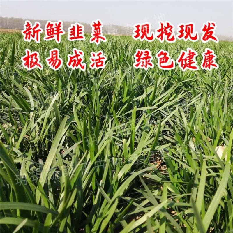 韭菜苗韭菜根紫根宽叶细叶包成活四季可种屋内盆栽净化空气