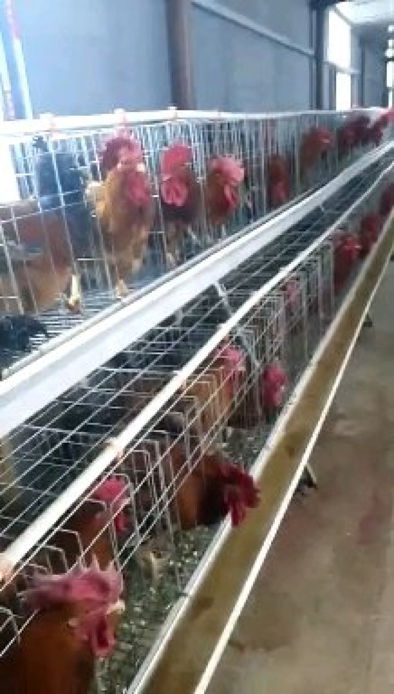 郑州小旭禽业公司:主要经营B380种蛋、良凤花种蛋、快大