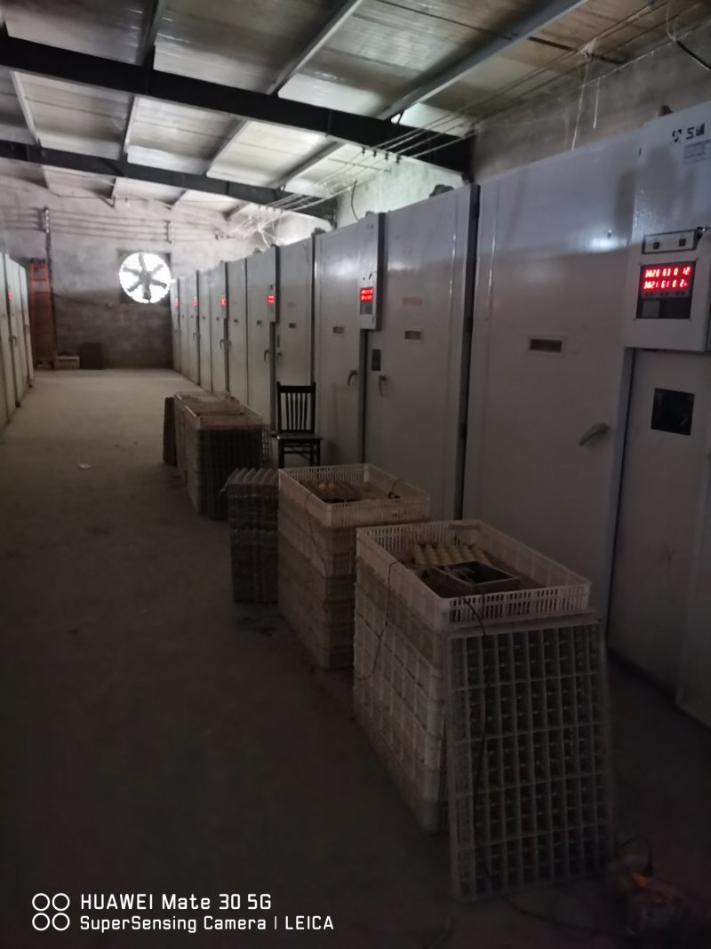 郑州小旭禽业公司:主要经营B380种蛋、良凤花种蛋、快大