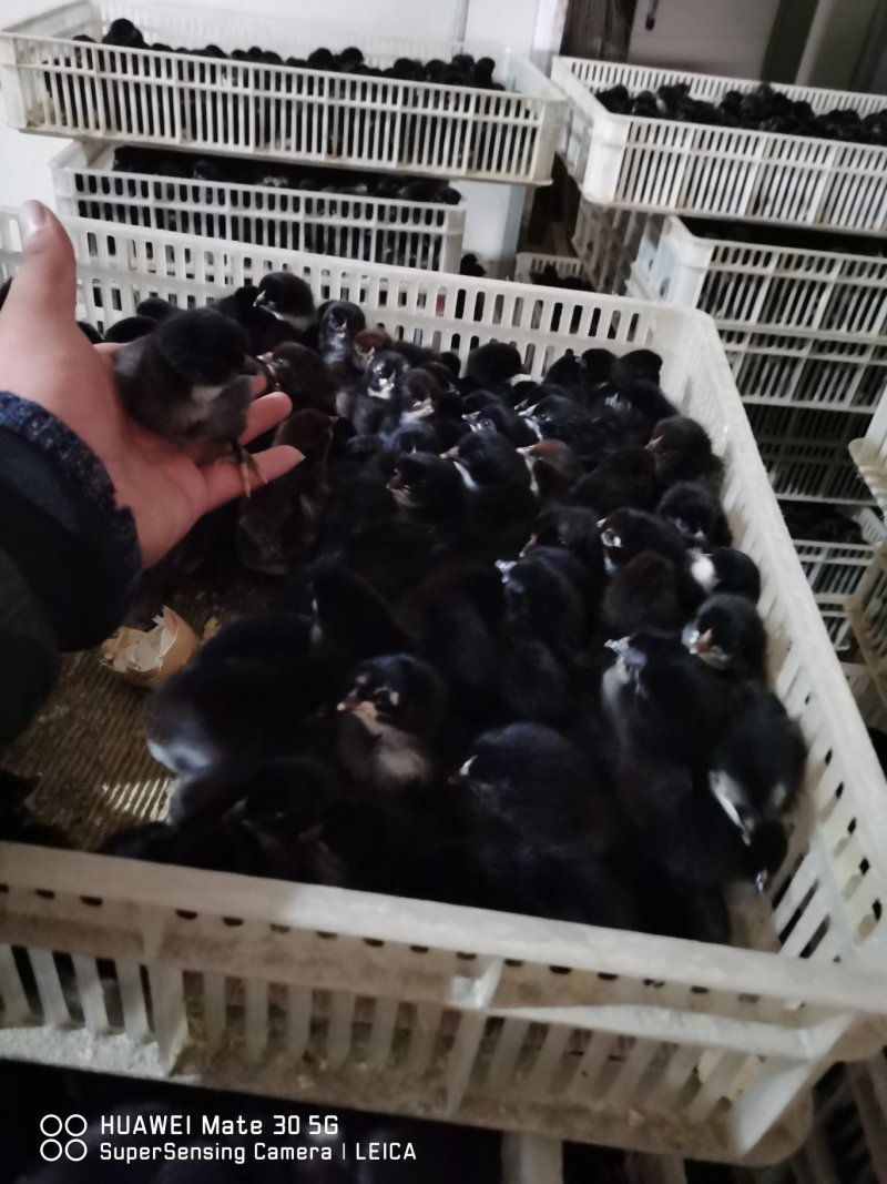 郑州小旭禽业公司:主要经营B380种蛋、良凤花种蛋、快大