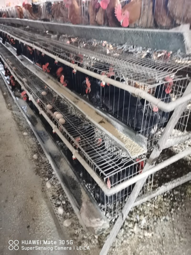 郑州小旭禽业公司:主要经营B380种蛋、良凤花种蛋、快大