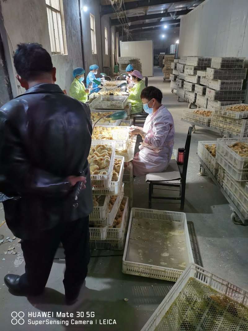 郑州小旭禽业公司:主要经营B380种蛋、良凤花种蛋、快大
