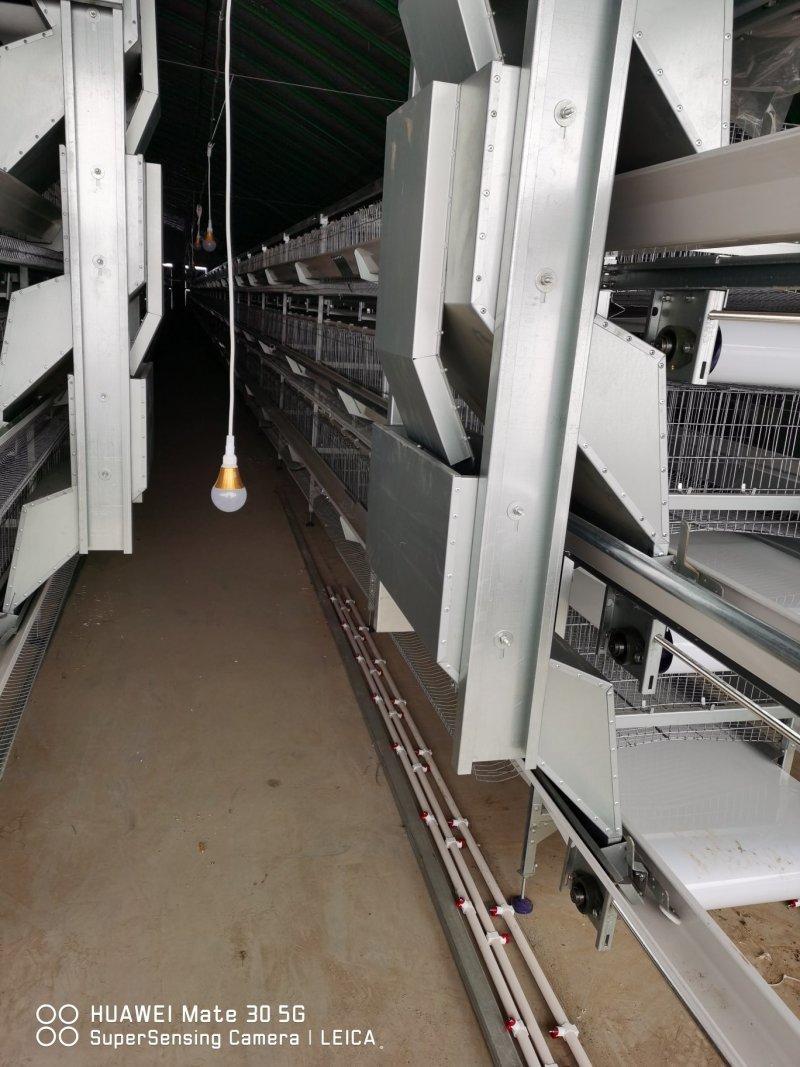 郑州小旭禽业公司:主要经营B380种蛋、良凤花种蛋、快大