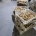 郑州小旭禽业公司:主要经营B380种蛋、良凤花种蛋、快大