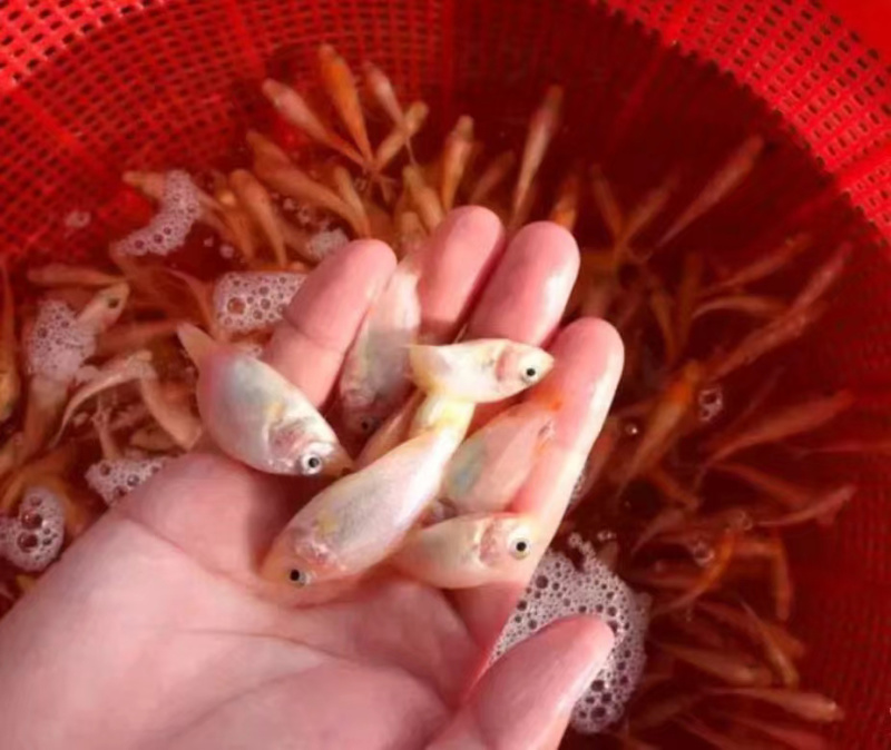 鲲腾优选红罗非鱼苗彩虹鲷鱼苗珍珠优红技术支持