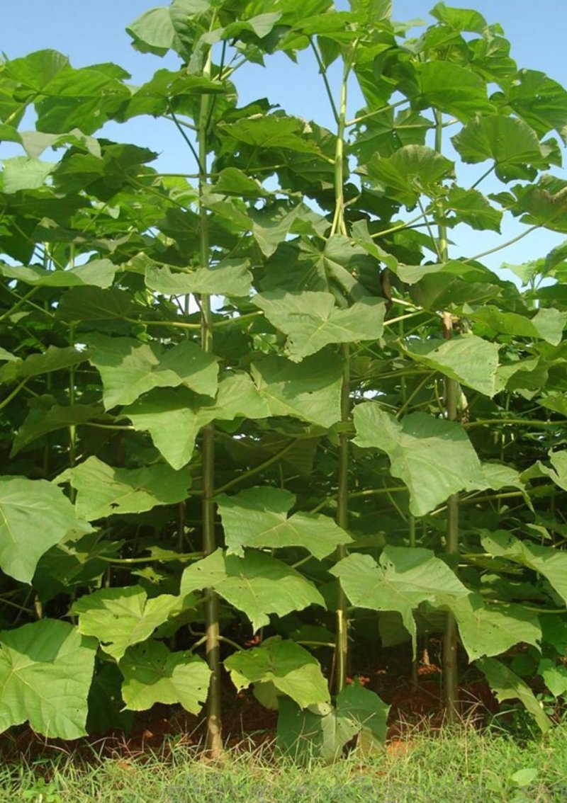 供应9501泡桐苗各种规格均有，另又泡桐根