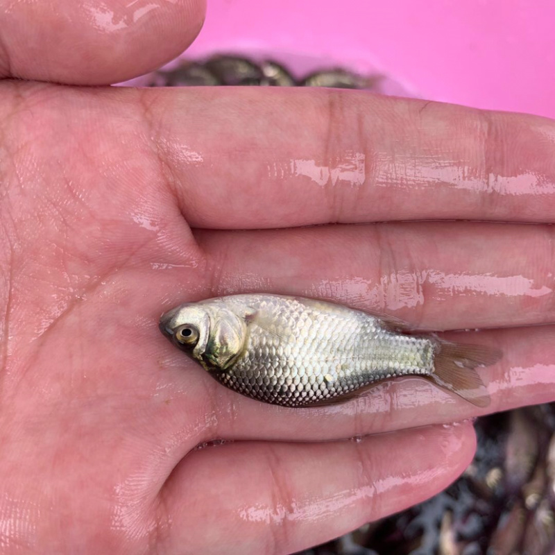 鲫鱼苗中科三号鲫鱼良种鱼白鲫淡水鱼淡水养殖