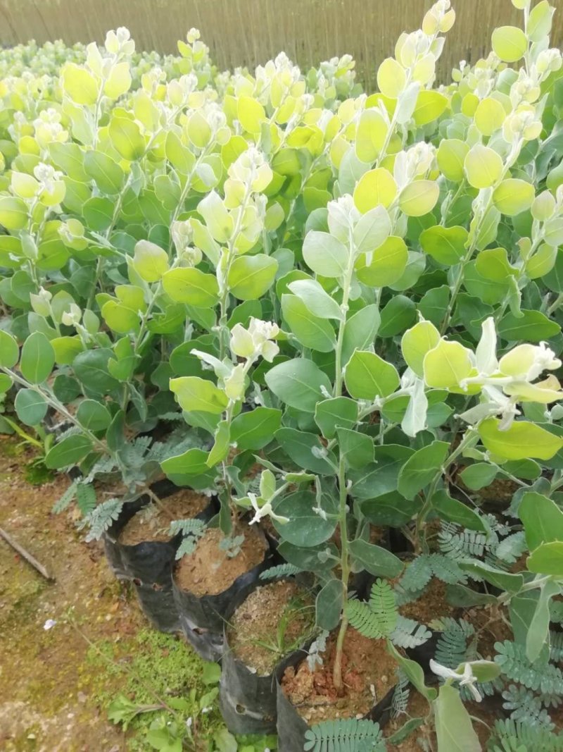 澳洲银叶金合欢苗庭院观花观叶树种美观好养