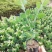 澳洲银叶金合欢苗庭院观花观叶树种美观好养