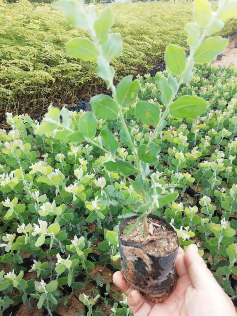 澳洲银叶金合欢苗庭院观花观叶树种美观好养