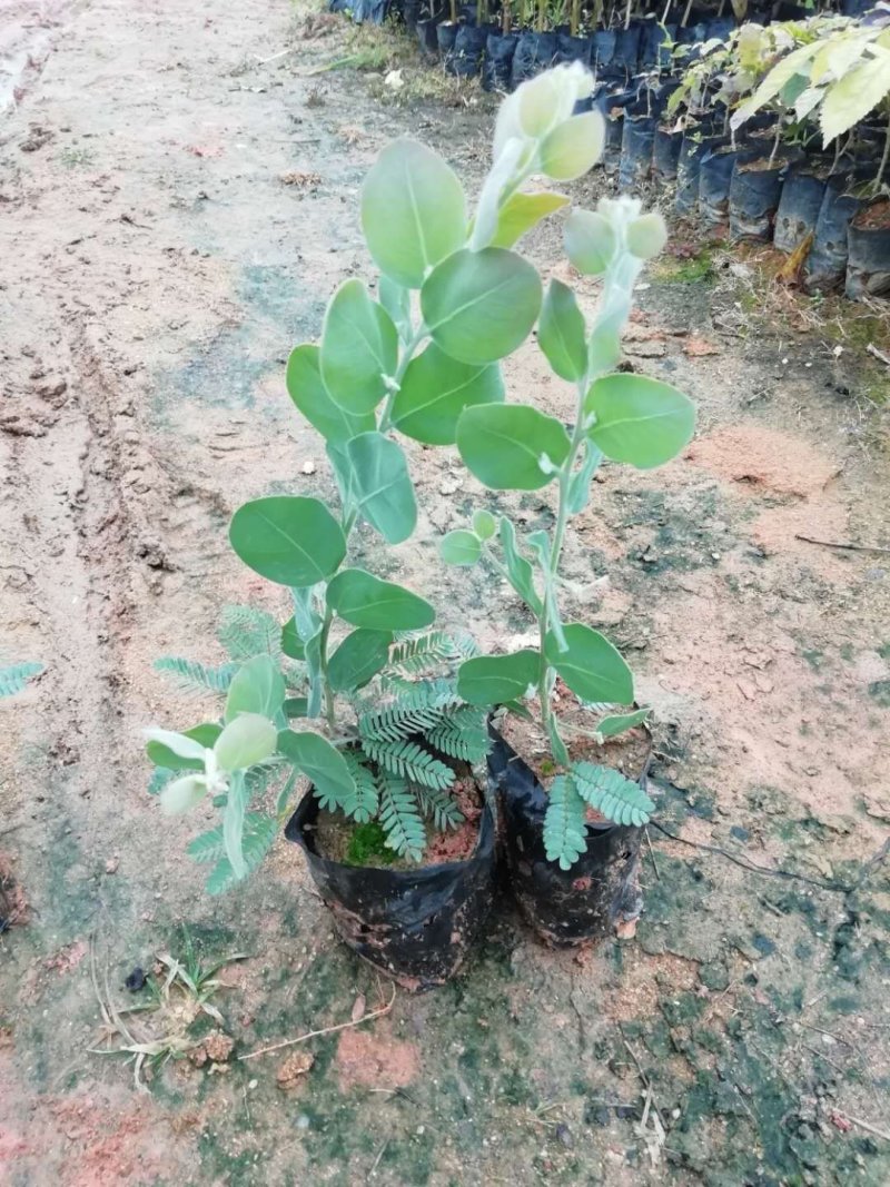 澳洲银叶金合欢苗庭院观花观叶树种美观好养
