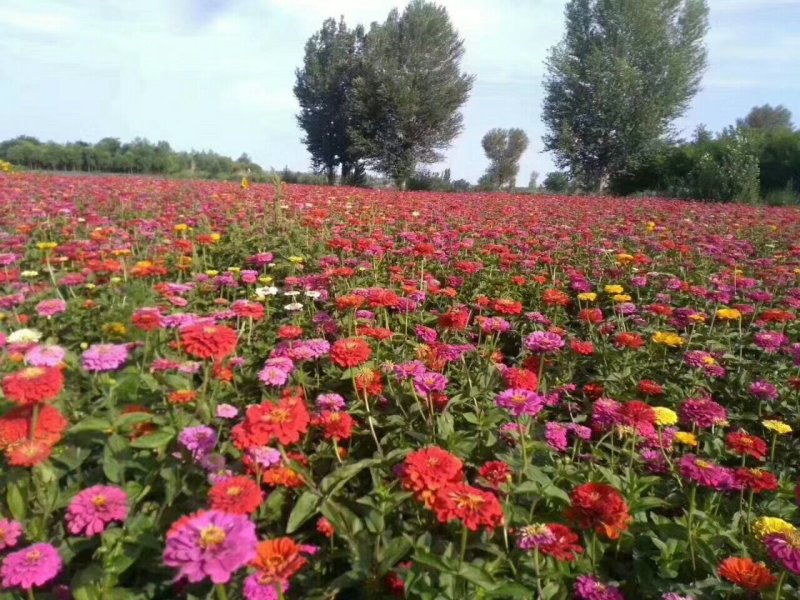 百日草，步步高，制作花海，景观绿化专用