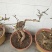 迎春花盆景花，易栽易活，现栽正当时，花开春来到，只有品