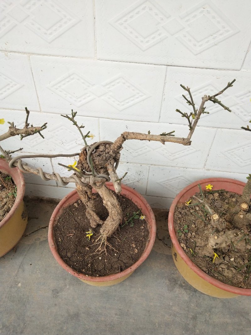 迎春花盆景花，易栽易活，现栽正当时，花开春来到，只有品