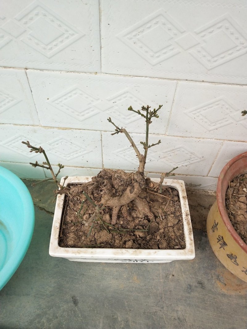 迎春花盆景花，易栽易活，现栽正当时，花开春来到，只有品