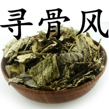 寻骨风，常年批发供应寻骨风中药材