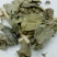 寻骨风，常年批发供应寻骨风中药材