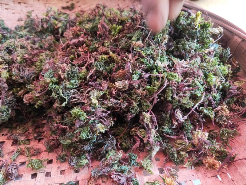 云南野生回心草干货生晒干货