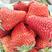 河北秦皇岛昌黎九九草莓大量上市我地草莓沙土地种植口感甜