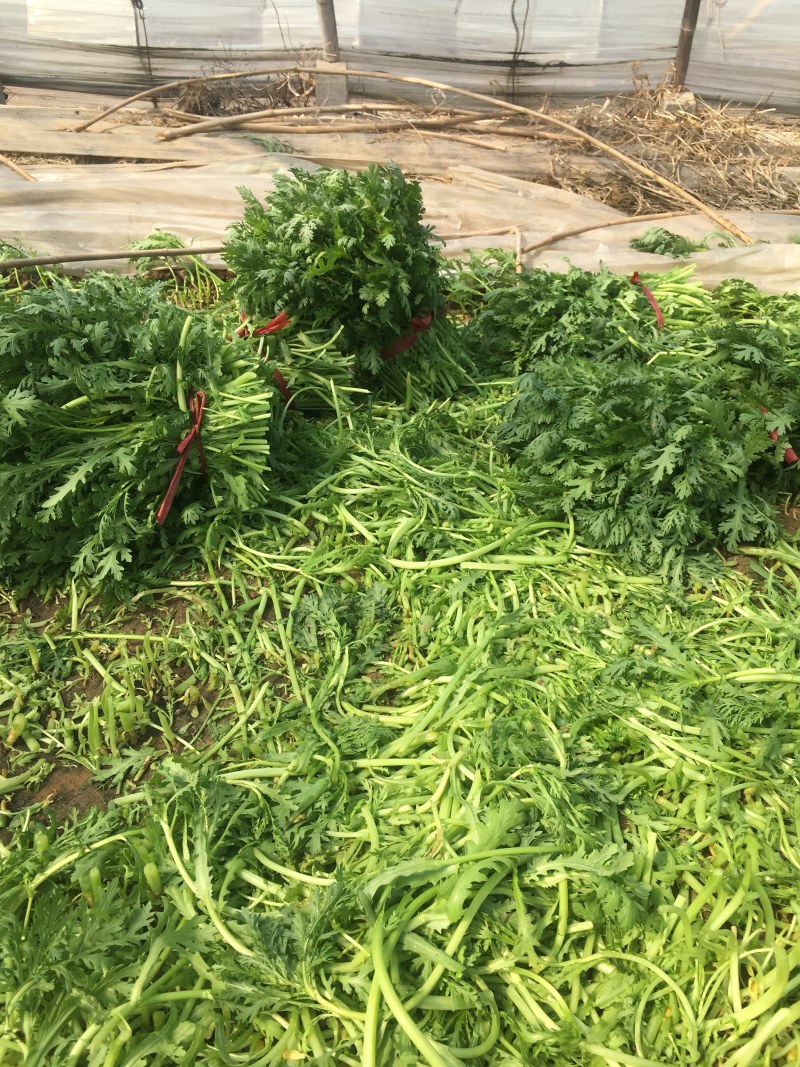 山东潍坊寒亭大量茼蒿菜上市，价格不高，适合赶集人群