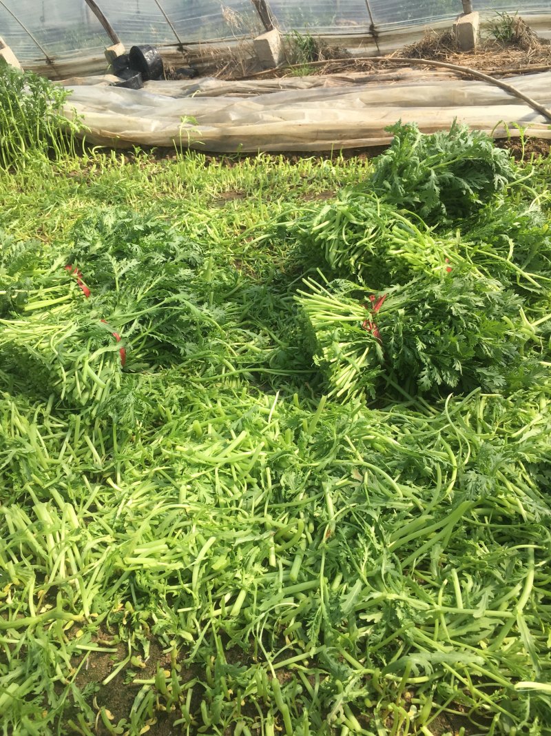 山东潍坊寒亭大量茼蒿菜上市，价格不高，适合赶集人群