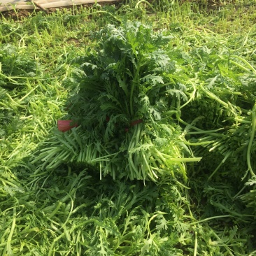 山东潍坊寒亭大量茼蒿菜上市，价格不高，适合赶集人群
