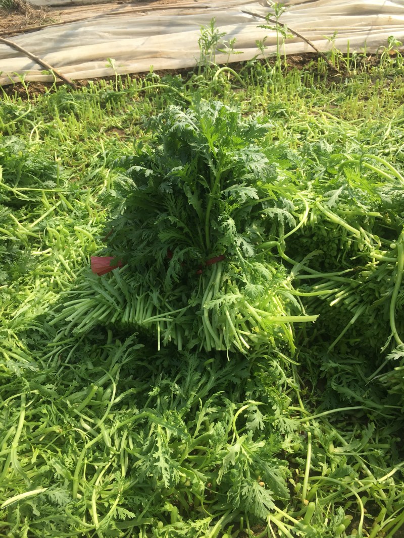 山东潍坊寒亭大量茼蒿菜上市，价格不高，适合赶集人群
