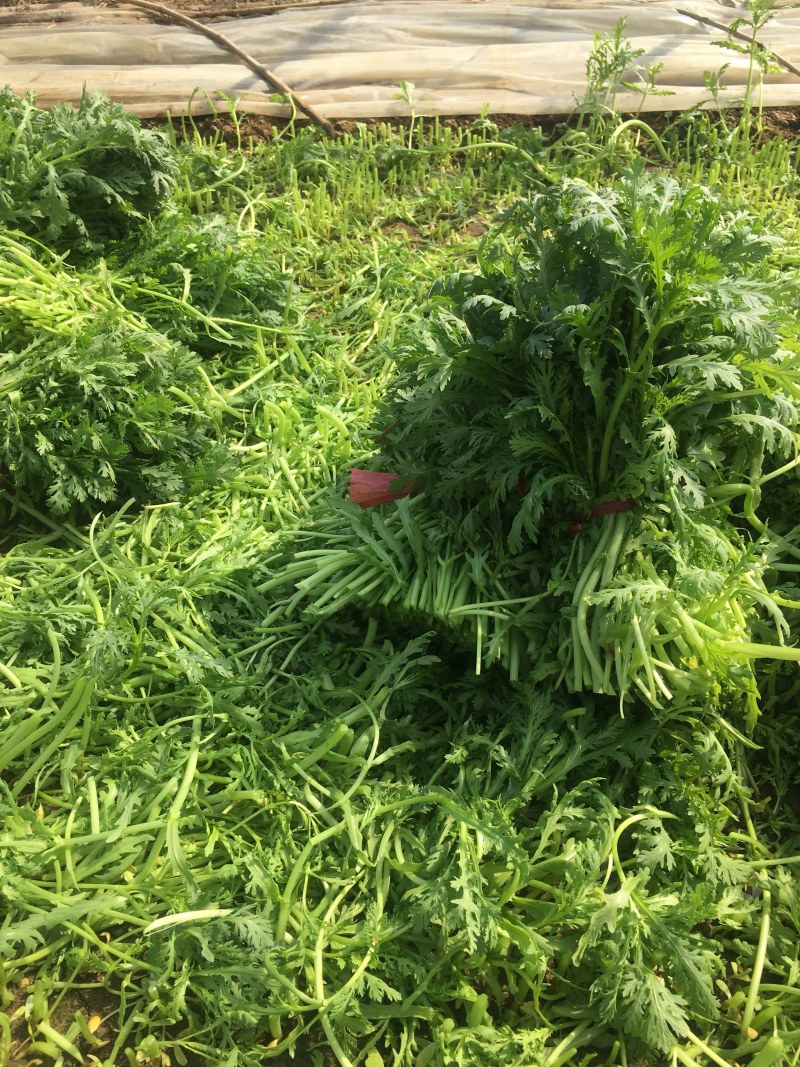 山东潍坊寒亭大量茼蒿菜上市，价格不高，适合赶集人群
