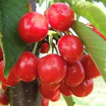 四川精品美早樱桃开始上市现在开始大量啦，各位老总价格随行
