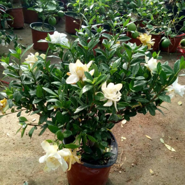 小叶栀子花盆栽栀子花苗盆栽栀子花芳香花卉观花植物