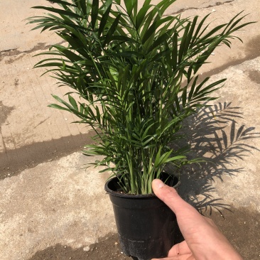 袖珍椰子，特级………好好先生园艺
