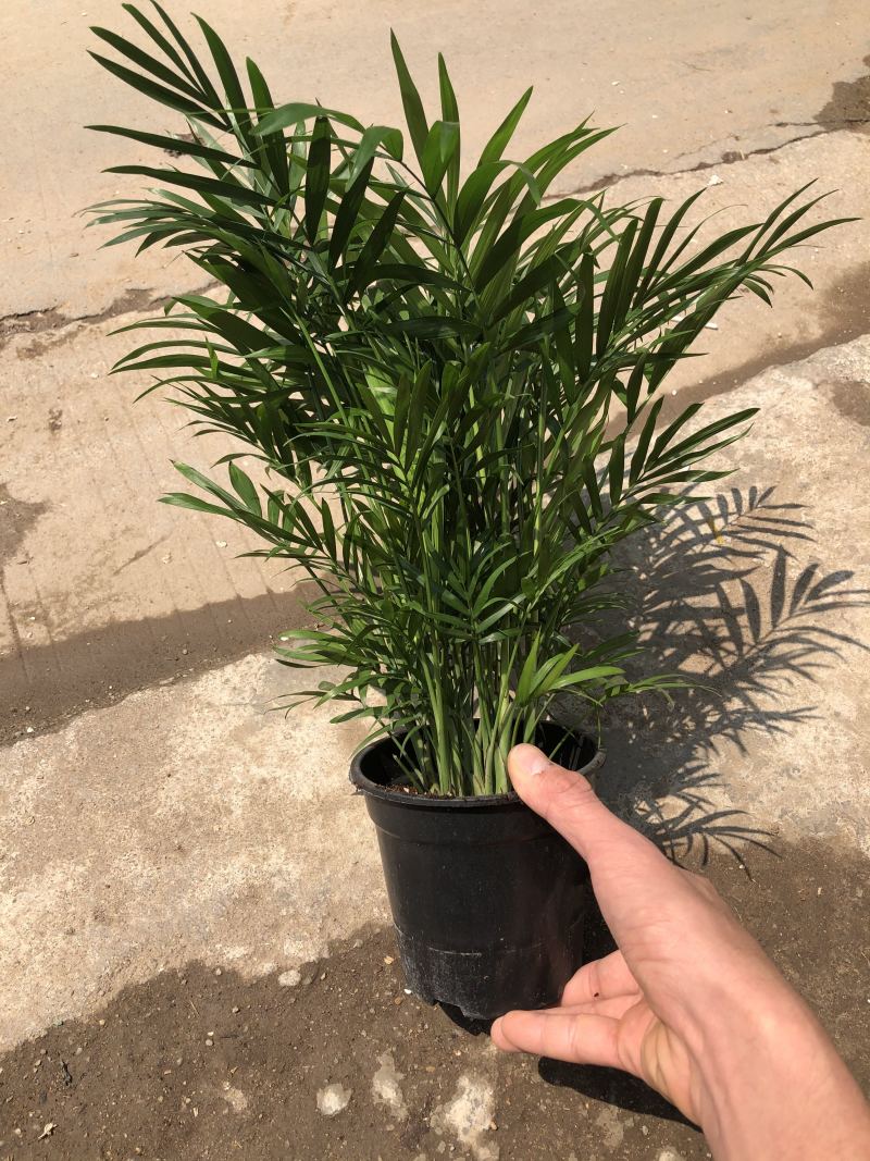 袖珍椰子，特级………好好先生园艺