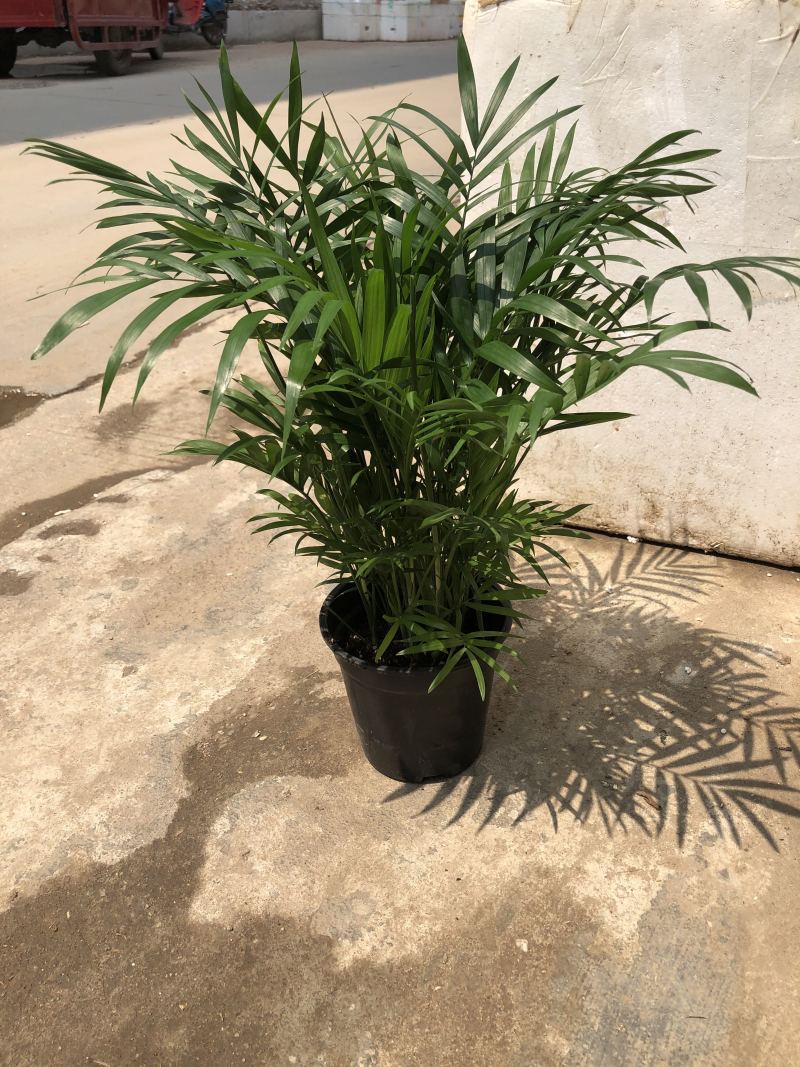 袖珍椰子，特级………好好先生园艺