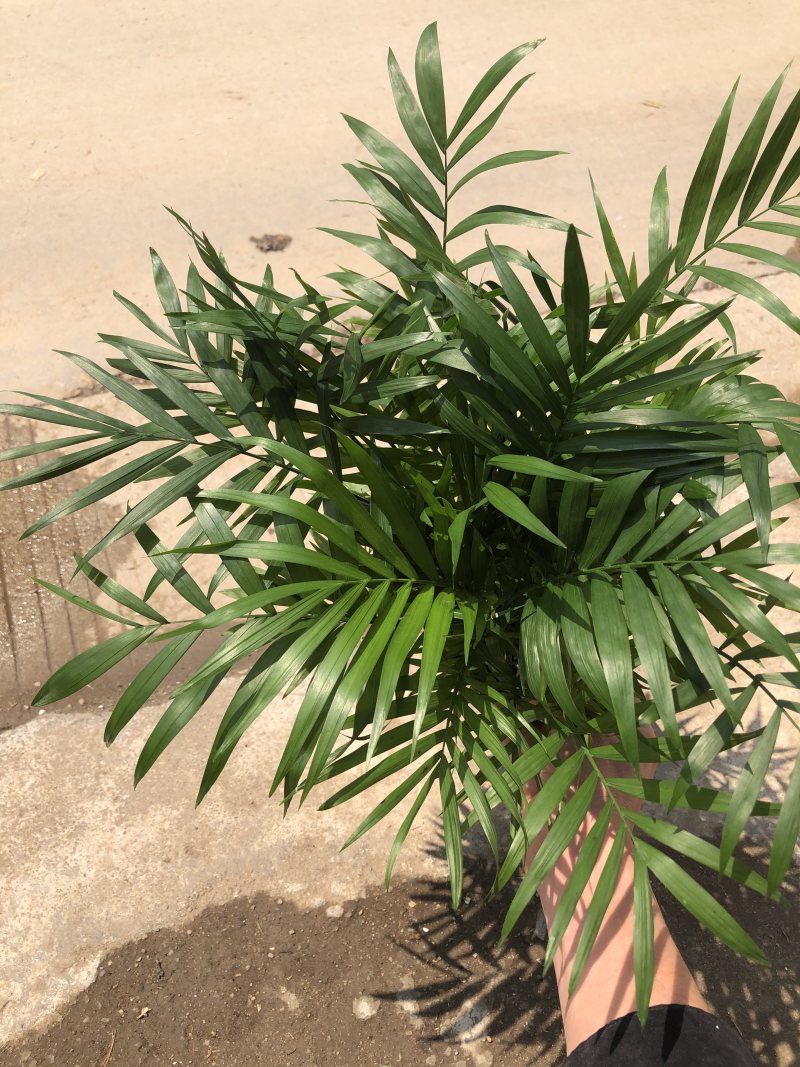 袖珍椰子，特级………好好先生园艺