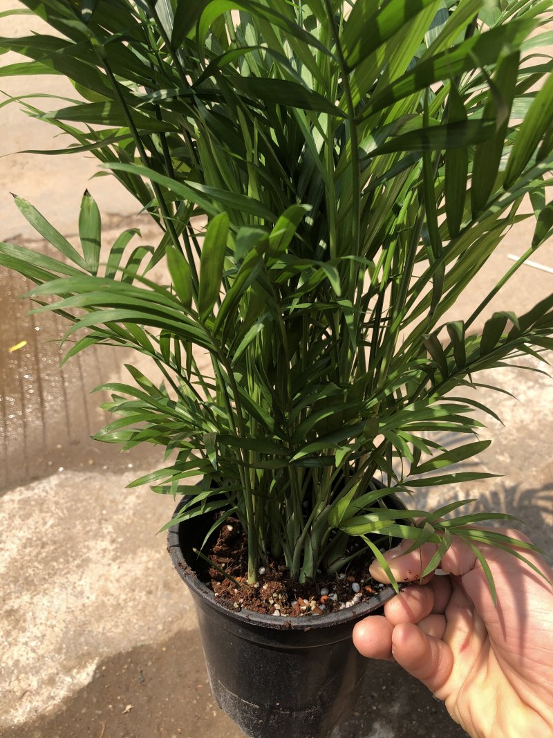 袖珍椰子，特级………好好先生园艺