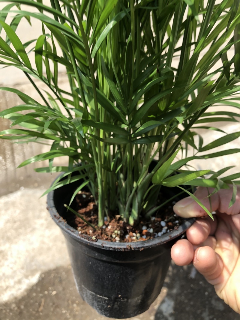 袖珍椰子，特级………好好先生园艺
