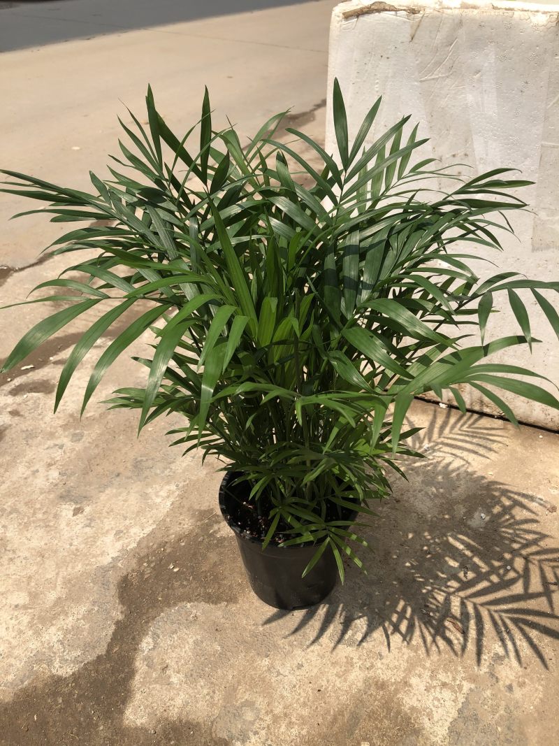 袖珍椰子，特级………好好先生园艺