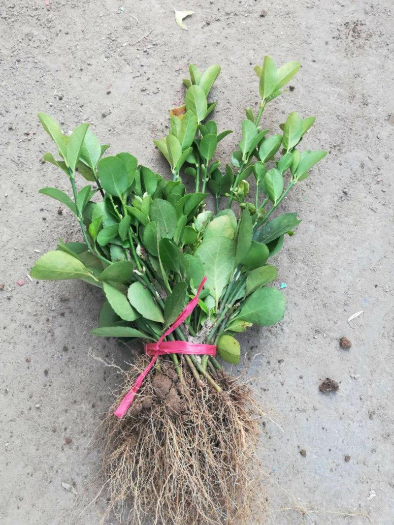 【冬青床苗】四季常青庭院篱笆墙植物大叶黄杨苗