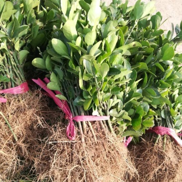 【冬青床苗】四季常青庭院篱笆墙植物大叶黄杨苗