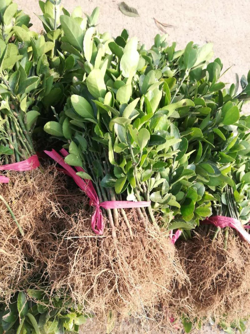 【冬青床苗】四季常青庭院篱笆墙植物大叶黄杨苗